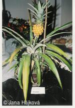 Podzimní výstava - pořádá Klub zahradkářů Trnávka